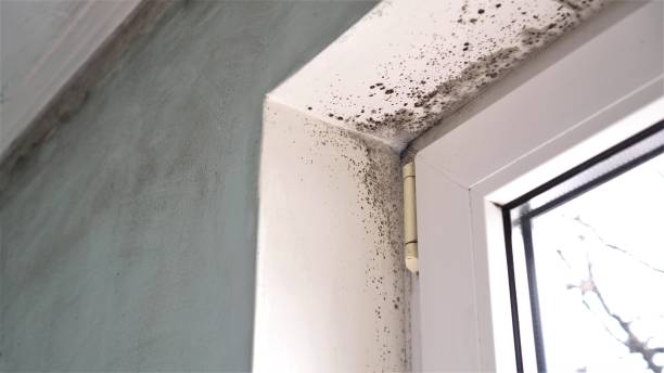 Best Commercial Mold Inspection  in East Merrimack, NH