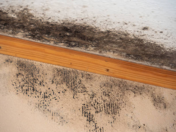 Best Black Mold Removal  in East Merrimack, NH